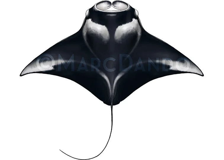 Manta and Devil Ray Species — Manta Trust